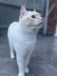 pet