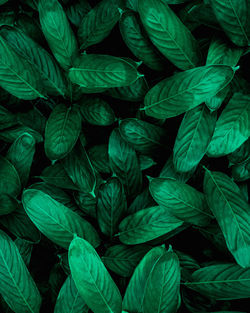 Closeup nature view of tropical leaf background, dark green wallpaper concept.