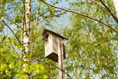 Low angle view of birdhouse on tree in forest