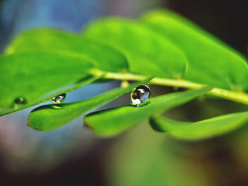 Close-up of water drops on leaf