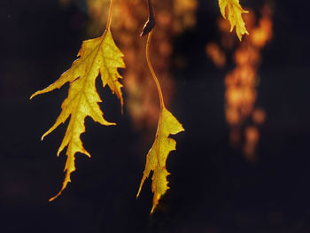 Close-up of maple leaf during autumn