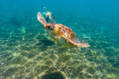 Green turtle swimming in sea