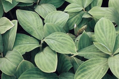 Full frame shot of plants