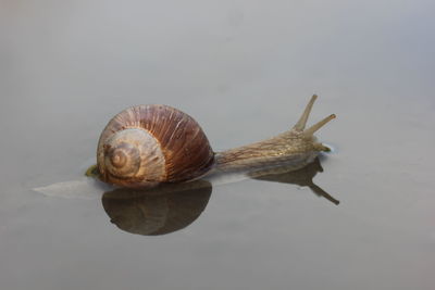 Close-up of snail