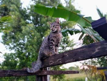 Low angle view of a cat sitting on tree