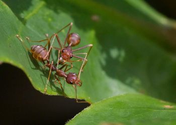 Close-up of insect on plant