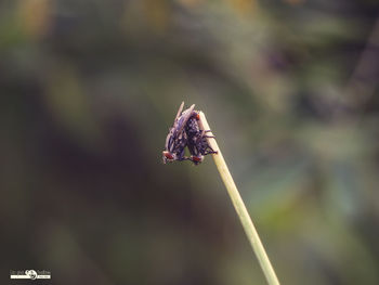 Close-up of butterfly pollinating flower