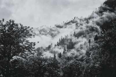 Low angle view of trees in forest against sky