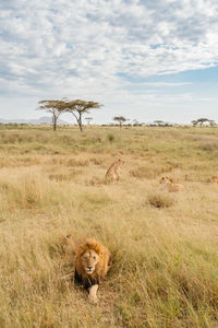 Lioness running on field against sky