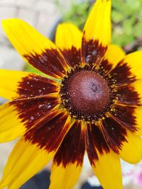 Close-up of yellow flower