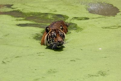 High angle view of tiger in lake