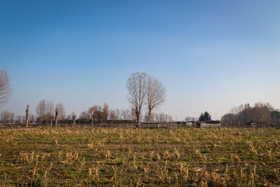 Scenic view of field against clear sky