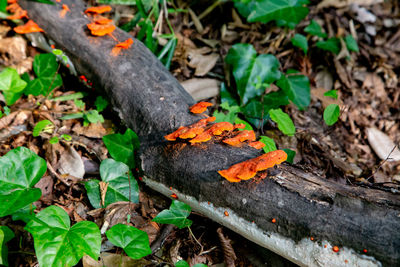 High angle view of orange leaf on wood