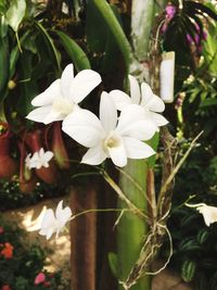 Close-up of white flowers blooming outdoors