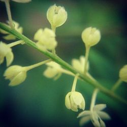 Close-up of flower bud