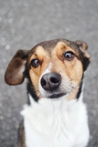 Close-up portrait of dog