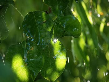 Close-up of wet leaves on plant