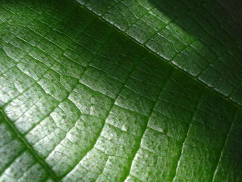 Full frame shot of leaf