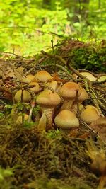 Close-up of mushroom growing on field