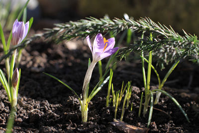 Close-up of pink crocus flowers