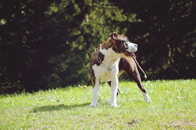 View of a dog on field