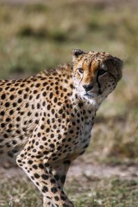 View of a cat on land