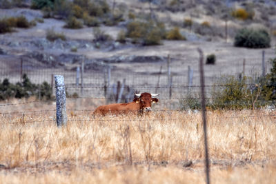 View of horse on field