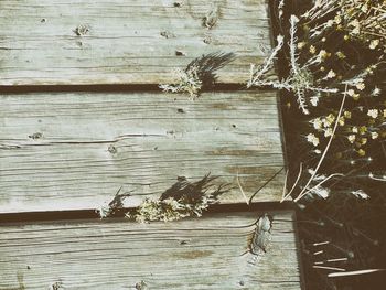 Close-up of lizard on tree