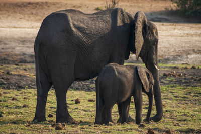 Elephant in a field