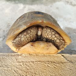 Close-up of a turtle