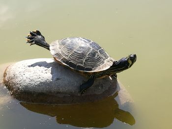 High angle view of turtle in lake