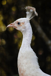 Close-up of peacock