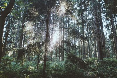 Trees in forest