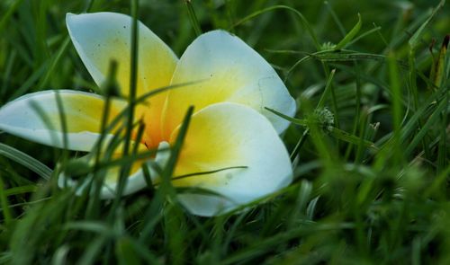 Close-up of white flowering plant on field