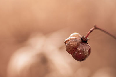 Close-up of plant