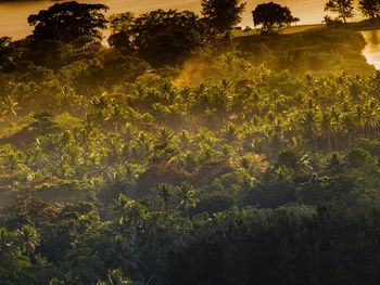 Plants and trees on field in forest