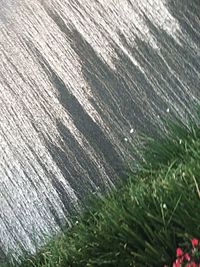 Full frame shot of plants