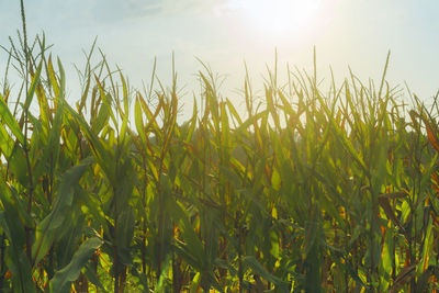 Crops growing on field against sky