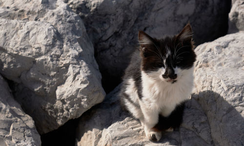 Portrait of a cat