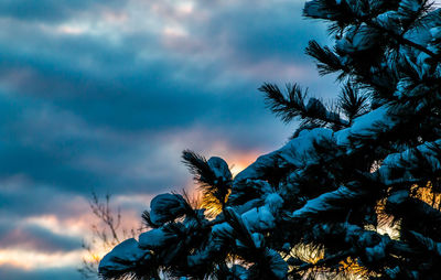 Low angle view of snow covered pine tree against cloudy sky