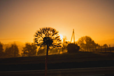 Silhouette of dandelion on field against sky during sunset