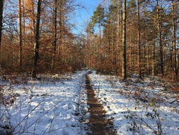 Snow covered bare trees in forest