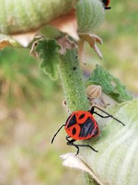 Close-up of ladybug on flower