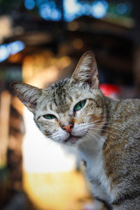 Close-up portrait of a cat