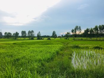 Scenic view of agricultural field against sky