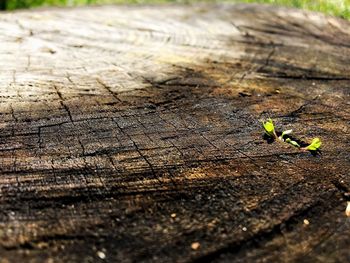 High angle view of insect on leaf