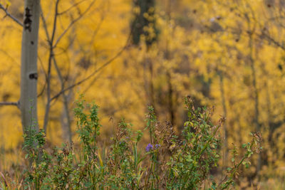 Yellow flowering plants on field during autumn