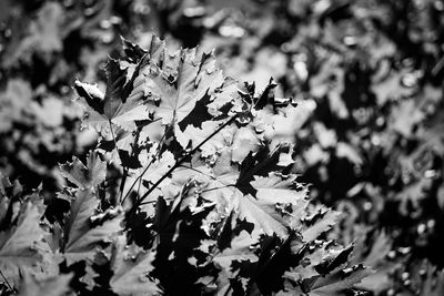 Close-up of tree branch