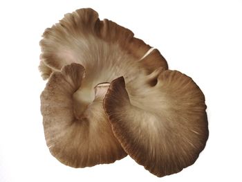 Close-up of mushrooms against white background