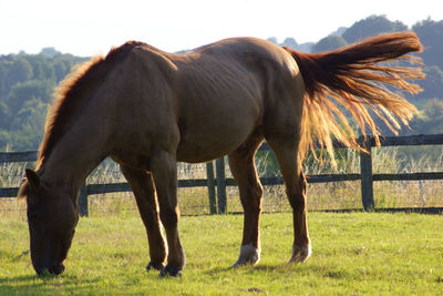 Horse standing on field against sky